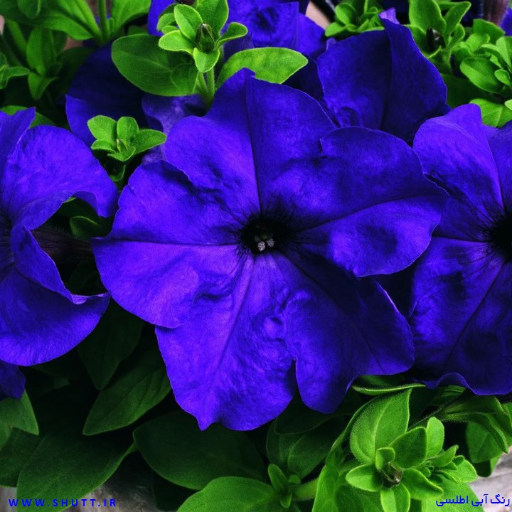 Featured image of post آبی اطلسی چه رنگی است ?