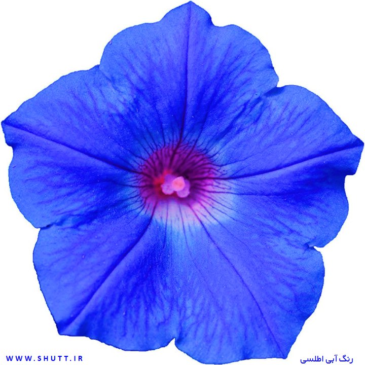 گل اطلسی آبی