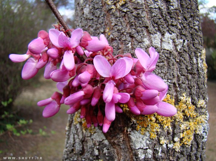 ارغوانی چه رنگی است