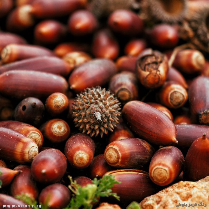 رنگ قرمز بلوطی