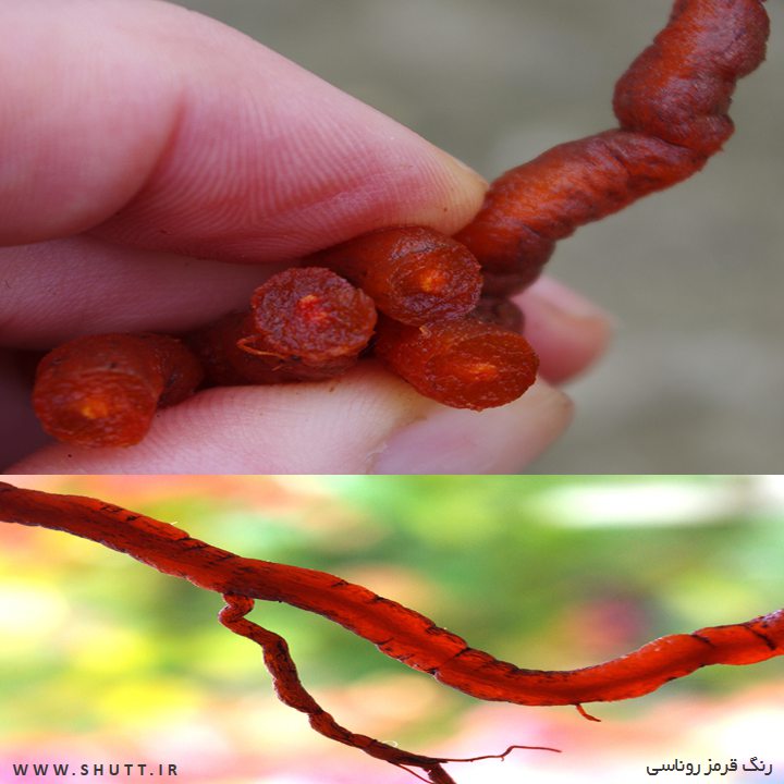 رنگ قرمز روناسی